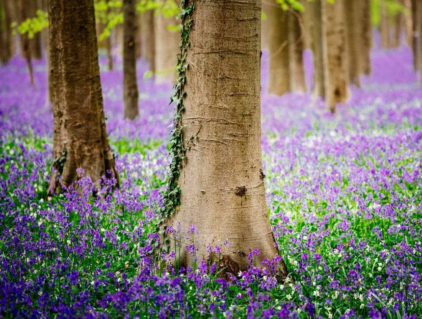 magical forest Belgium bluebells