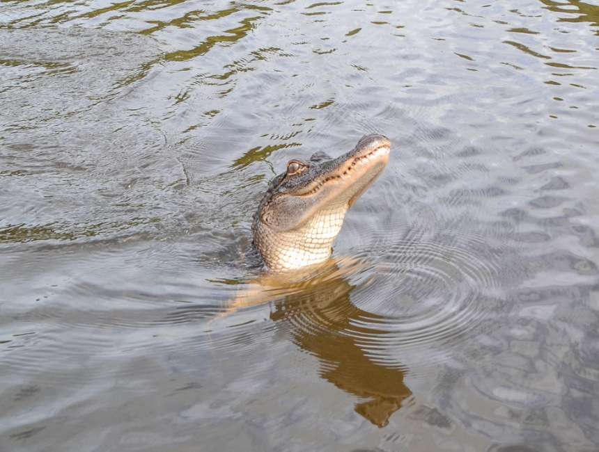 gator tours Louisiana