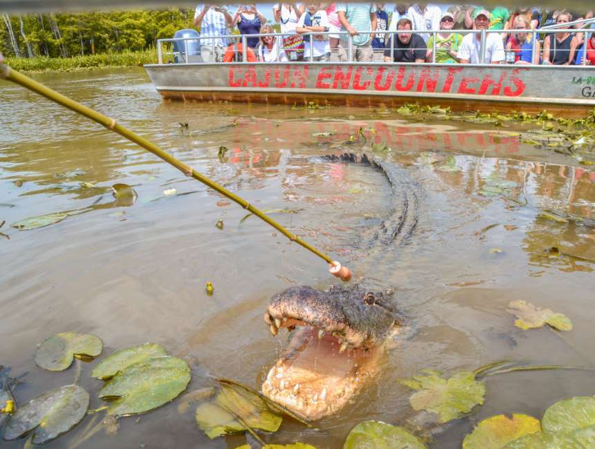 swamp tours Louisiana