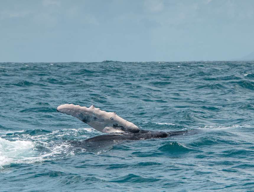 best time to see whales in dominican republic